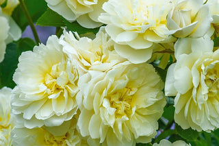 IMOGEN (AUSTRITCH, 2016)