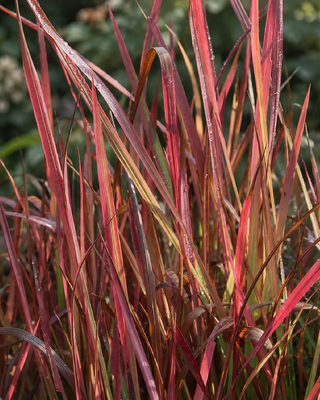 IMPERATA CYLINDRICA "RED BARON"