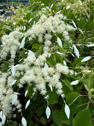 Schizopragma Integrifolia ‘Windmills’