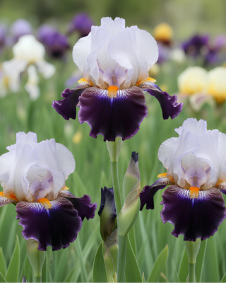 IRIS GERMANICA PROFUMATO N° 11