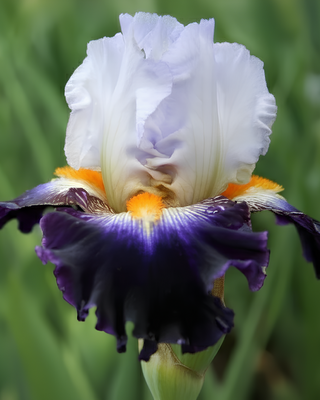 IRIS GERMANICA PROFUMATO N° 11