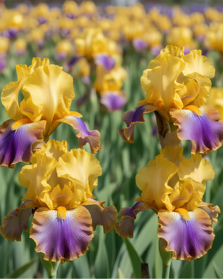 IRIS GERMANICA PROFUMATO N° 13