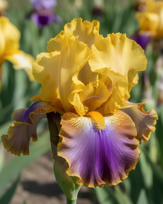 IRIS GERMANICA PROFUMATO N° 13