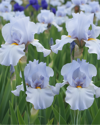 IRIS GERMANICA PROFUMATO N° 4