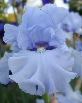 IRIS GERMANICA PROFUMATO N° 4