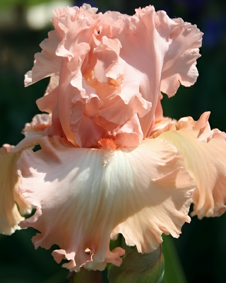 IRIS GERMANICA PROFUMATO N° 1