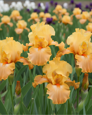 IRIS GERMANICA PROFUMATO N° 10