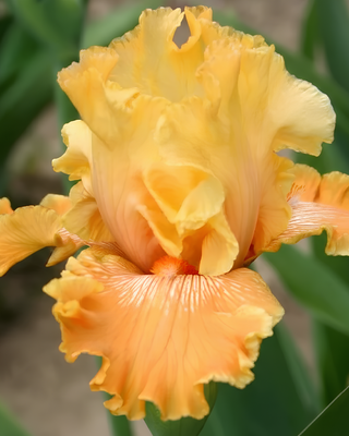 IRIS GERMANICA PROFUMATO N° 10