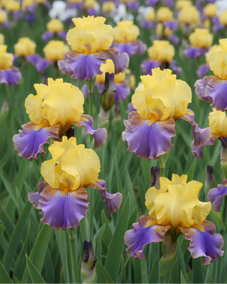 IRIS GERMANICA PROFUMATO N° 14