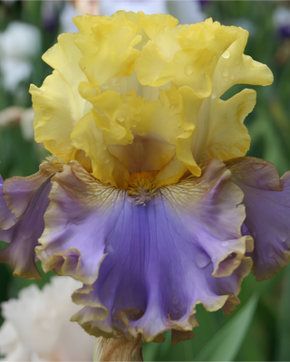 IRIS GERMANICA PROFUMATO N° 14
