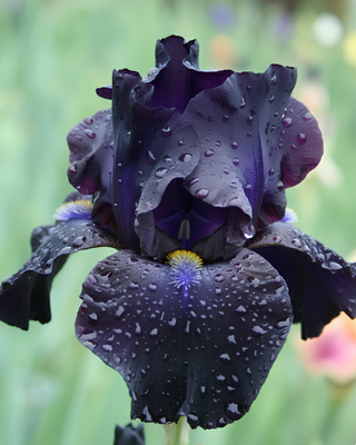 IRIS GERMANICA PROFUMATO N° 2