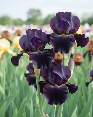 IRIS GERMANICA PROFUMATO N° 3