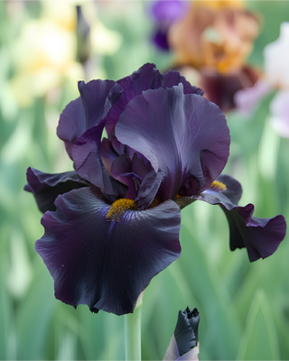IRIS GERMANICA PROFUMATO N° 3