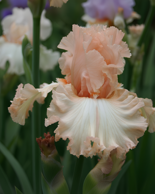 IRIS GERMANICA PROFUMATO N° 6