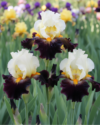 IRIS GERMANICA PROFUMATO N° 9