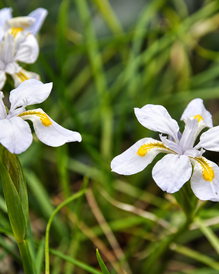 IRIS HENRYI
