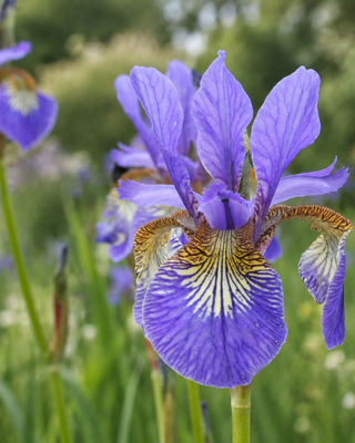 IRIS SIBIRICA "CAESAR’S BROTHER"