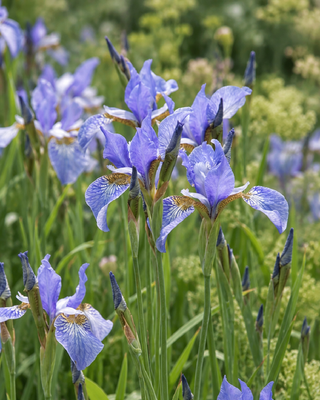 IRIS SIBIRICA "PERRY’S BLUE"