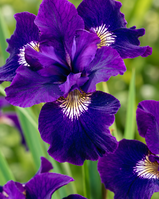 IRIS SIBIRICA "SHIRLEY POPE"