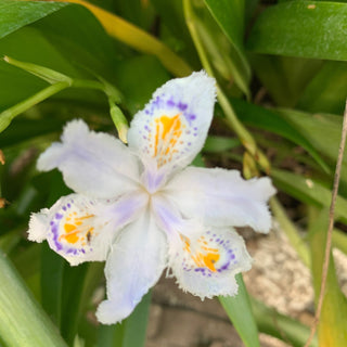 Iris Japonica