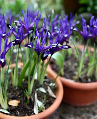 Iris Reticulata Blue Note