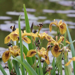 Iris pseudacorus Berlin Tiger