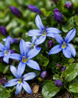 ISOTOMA (PRATIA) FLUVIATILIS