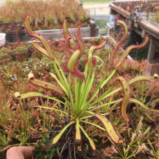 La Drosera capensis “Kali”
