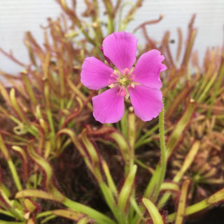 La Drosera capensis “Kali”