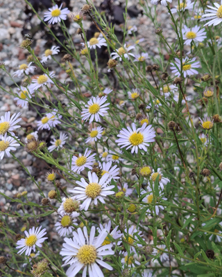 KALIMERIS INCISA "BLUE STAR"