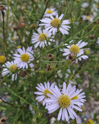 KALIMERIS INCISA "BLUE STAR"