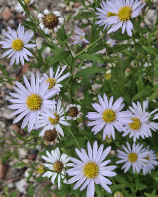 KALIMERIS INCISA "BLUE STAR"