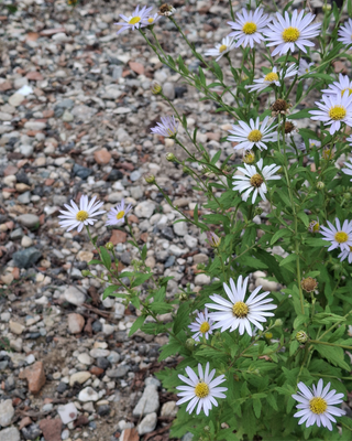 KALIMERIS INCISA "BLUE STAR"