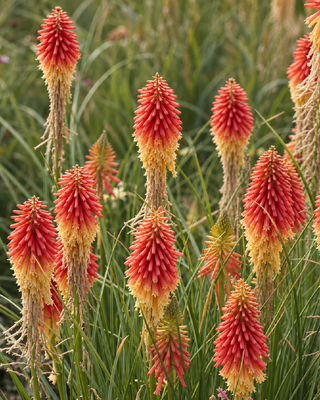 KNIPHOFIA "PAPAYA POPSICLE"