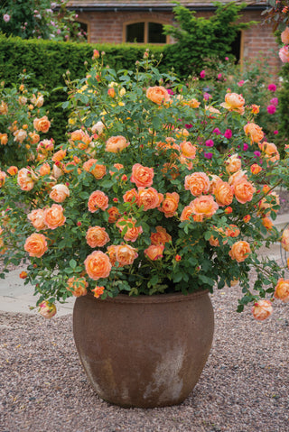 Lady of Shalott (Ausnyson, 2009)