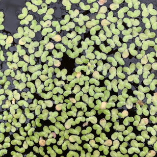 LEMNA MINOR LENTICCHIA ACQUATICA