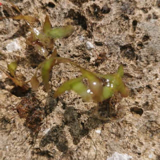 LEMNA TRISULCA