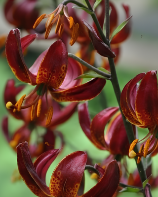 LILIUM MARTAGONE IBRIDO CLAUDE SHRIDE