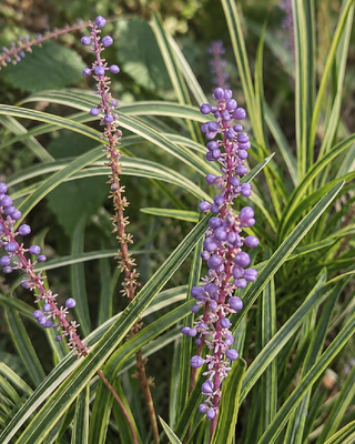 LIRIOPE MUSCARI "SILVERY SUNPROOF"