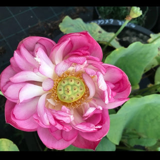 LOTO NANO NELUMBO NANO