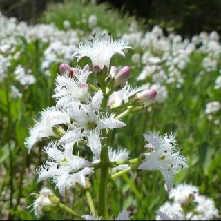 MENYANTHES TRIFOLIATA - TRIFOGLIO D'ACQUA
