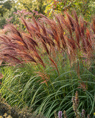 MISCANTHUS "RED CHIEF"