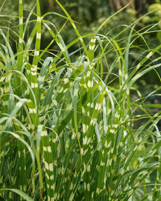 MISCANTHUS SINENSIS "LITTLE ZEBRA"