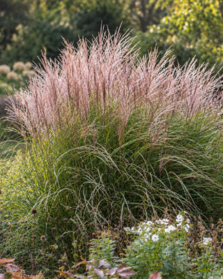 MISCANTHUS SINENSIS "KLEINE SILBERSPINNE"