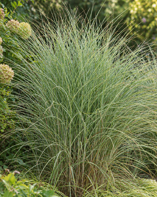 MISCANTHUS SINENSIS "MORNING LIGHT"