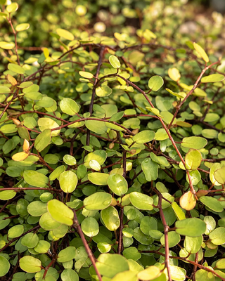 MUEHLENBECKIA COMPLEXA "GOLDEN GIRL"