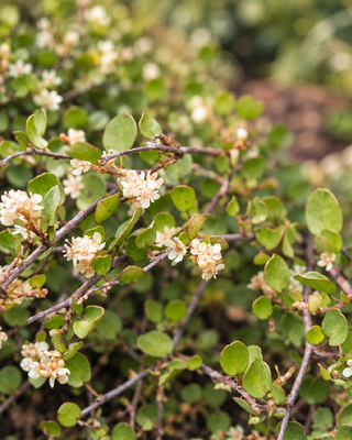 MUEHLENBECKIA COMPLEXA "NANA"