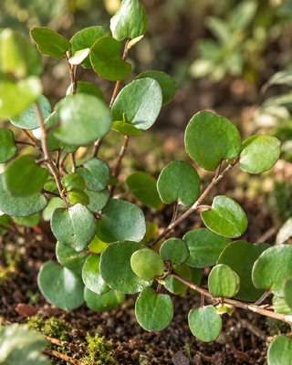 MUEHLENBECKIA COMPLEXA "BIG LEAF"