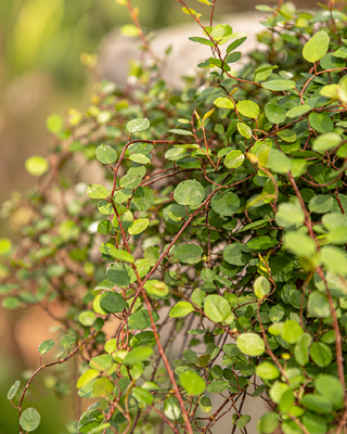 MUEHLENBECKIA COMPLEXA