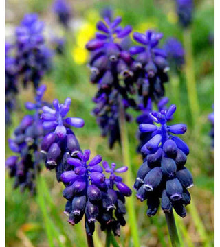 Muscari neglectum (syn racemosum)